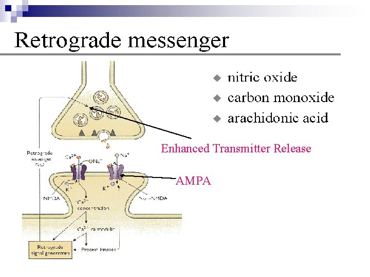 Enhanced Transmitter Release AMPA Enhanced Transmitter Release AMPA