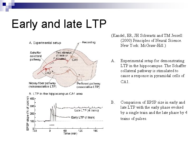 Early and late LTP (Kandel, ER, JH Schwartz and TM Jessell (2000) Principles of Early and late LTP (Kandel, ER, JH Schwartz and TM Jessell (2000) Principles of