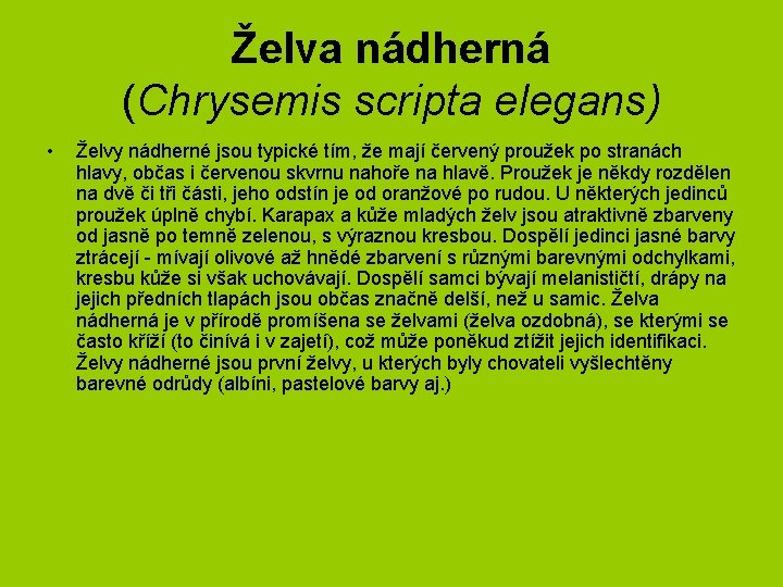 Želva nádherná (Chrysemis scripta elegans) • Želvy nádherné jsou typické tím, že mají červený