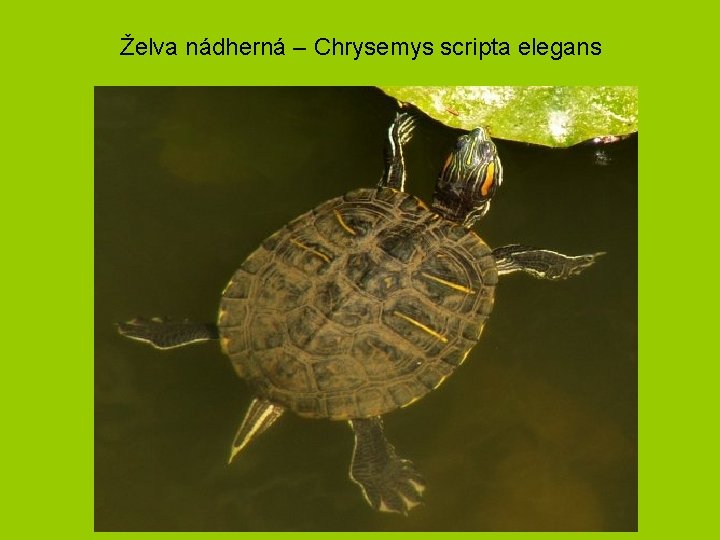 Želva nádherná – Chrysemys scripta elegans 