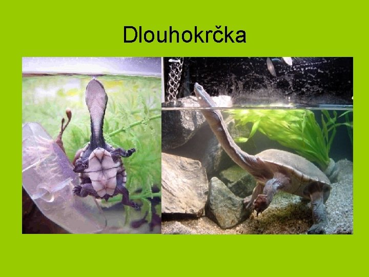 Dlouhokrčka 