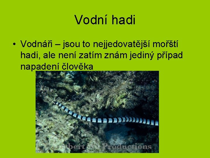 Vodní hadi • Vodnáři – jsou to nejjedovatější mořští hadi, ale není zatím znám