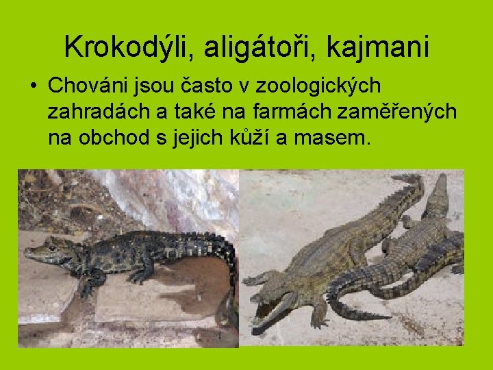 Krokodýli, aligátoři, kajmani • Chováni jsou často v zoologických zahradách a také na farmách