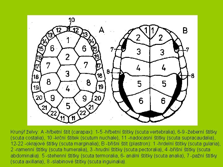  Krunýř želvy: A -hřbetní štít (carapax): 1 -5 -hřbetní štítky (scuta vertebralia), 6