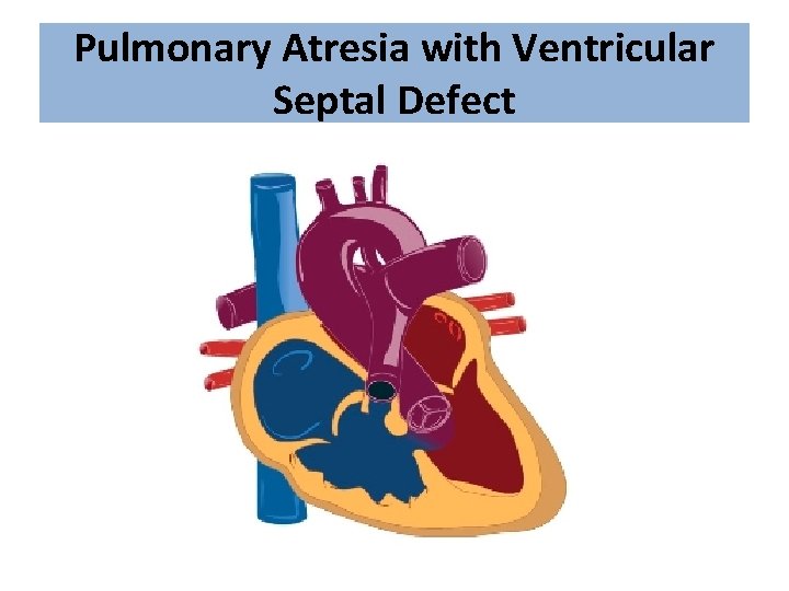 Pulmonary Atresia with Ventricular Septal Defect 