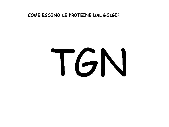 COME ESCONO LE PROTEINE DAL GOLGI? TGN 