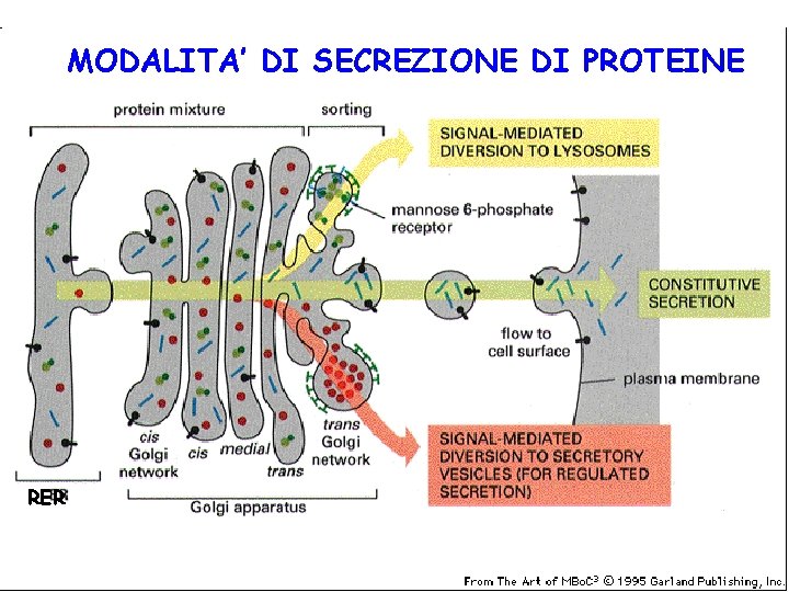 MODALITA’ DI SECREZIONE DI PROTEINE RER 