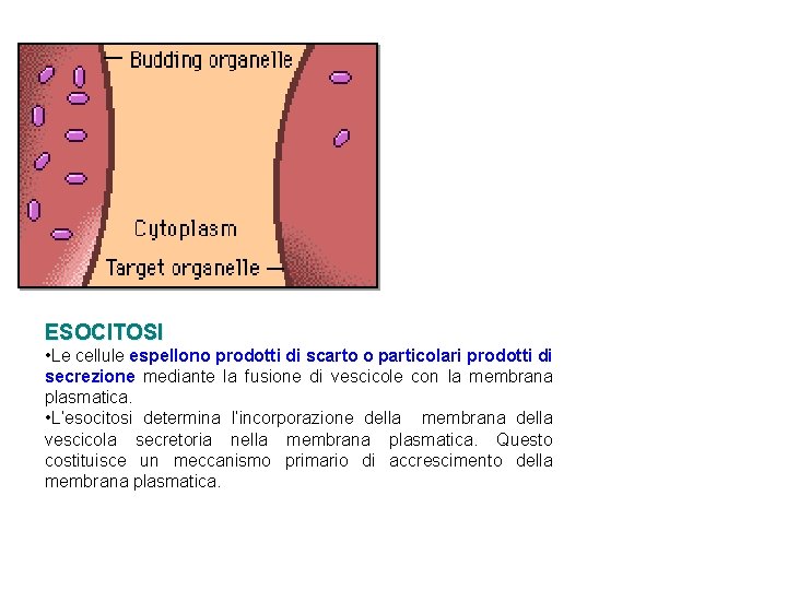 ESOCITOSI • Le cellule espellono prodotti di scarto o particolari prodotti di secrezione mediante