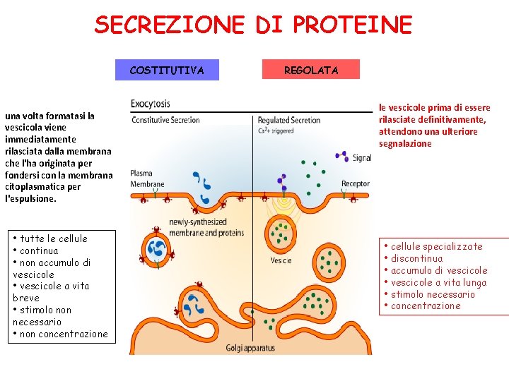 SECREZIONE DI PROTEINE COSTITUTIVA una volta formatasi la vescicola viene immediatamente rilasciata dalla membrana