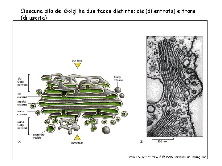 Ciascuna pila del Golgi ha due facce distinte: cis (di entrata) e trans (di