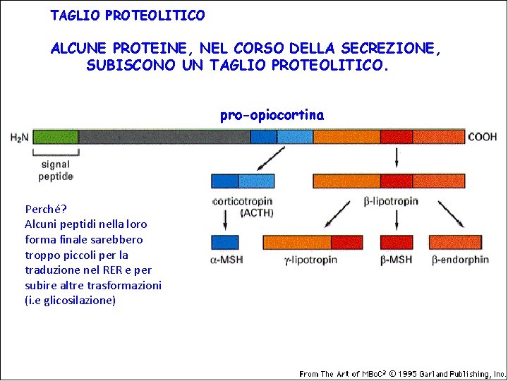 TAGLIO PROTEOLITICO ALCUNE PROTEINE, NEL CORSO DELLA SECREZIONE, SUBISCONO UN TAGLIO PROTEOLITICO. pro-opiocortina Perché?