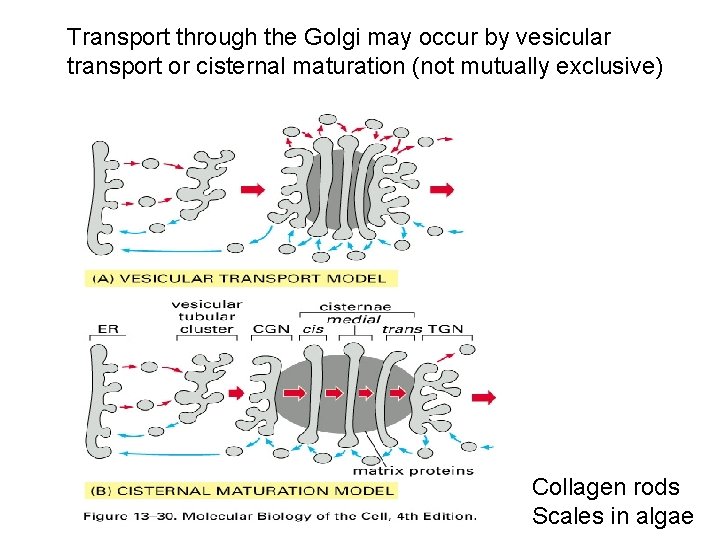 Transport through the Golgi may occur by vesicular transport or cisternal maturation (not mutually