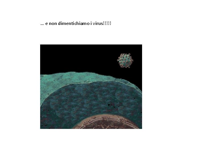 … e non dimentichiamo i virus!!!!! 