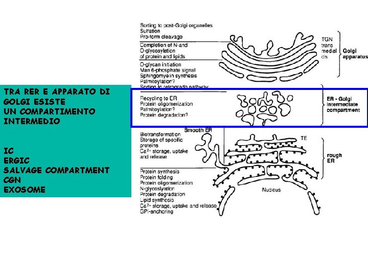TRA RER E APPARATO DI GOLGI ESISTE UN COMPARTIMENTO INTERMEDIO IC ERGIC SALVAGE COMPARTMENT