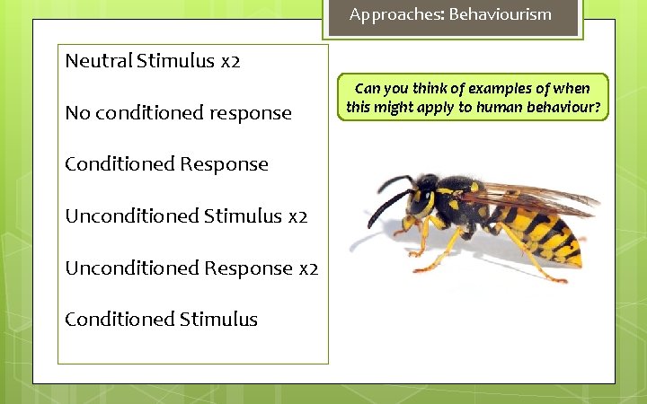 Approaches: Behaviourism Neutral Stimulus x 2 No conditioned response Conditioned Response Unconditioned Stimulus x