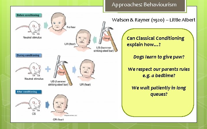 Approaches: Behaviourism Watson & Rayner (1920) – Little Albert Can Classical Conditioning explain how…?