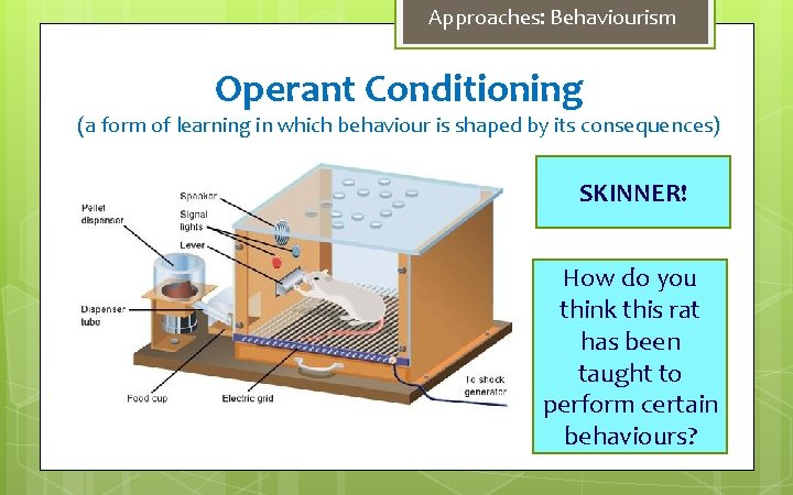 Approaches: Behaviourism Operant Conditioning (a form of learning in which behaviour is shaped by