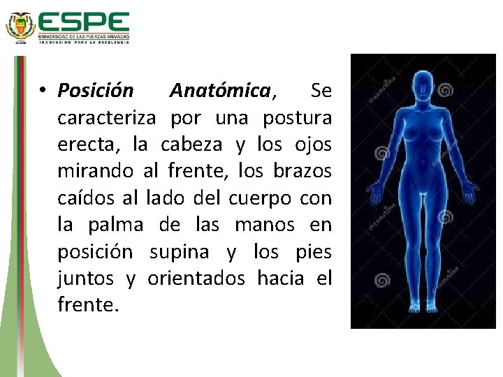  • Posición Anatómica, Se caracteriza por una postura erecta, la cabeza y los
