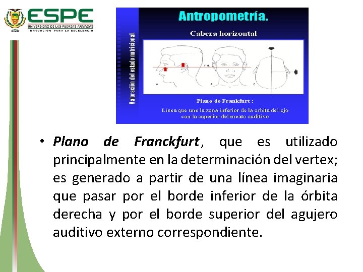  • Plano de Franckfurt , que es utilizado principalmente en la determinación del