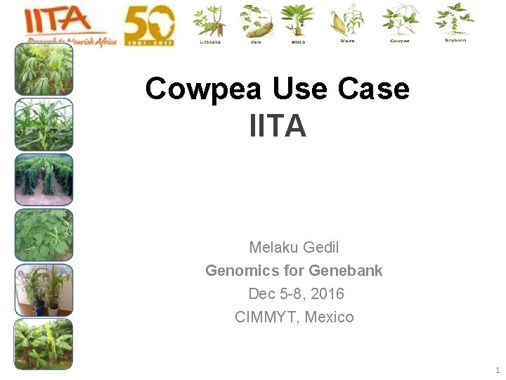 Cowpea Use Case IITA Melaku Gedil Genomics for Genebank Dec 5 -8, 2016 CIMMYT, Cowpea Use Case IITA Melaku Gedil Genomics for Genebank Dec 5 -8, 2016 CIMMYT,