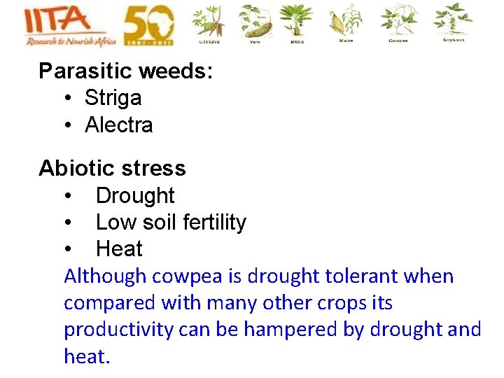 Parasitic weeds: • Striga • Alectra Abiotic stress • Drought • Low soil fertility Parasitic weeds: • Striga • Alectra Abiotic stress • Drought • Low soil fertility