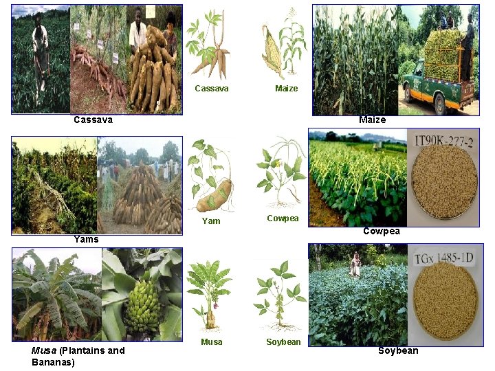 Cassava Maize Yam Cowpea Yams Musa (Plantains and Bananas) Musa Soybean Cassava Maize Yam Cowpea Yams Musa (Plantains and Bananas) Musa Soybean