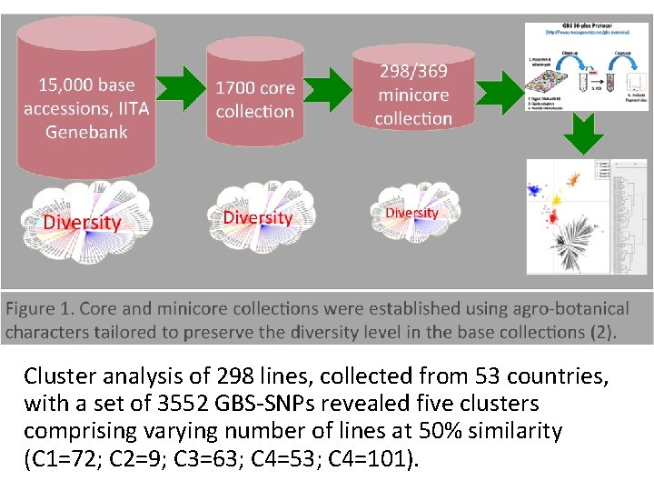 Cowpea mini-core GBS Cluster analysis of 298 lines, collected from 53 countries, with a Cowpea mini-core GBS Cluster analysis of 298 lines, collected from 53 countries, with a