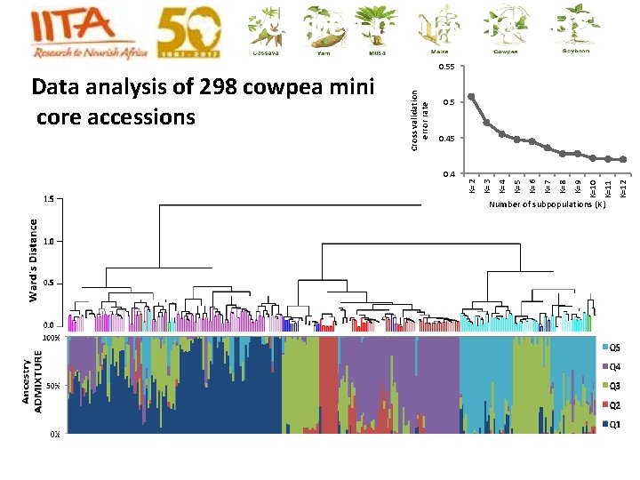 Cowpea mini-core GBS 0. 5 0. 45 Number of subpopulations (K) K=12 K=11 K=10 Cowpea mini-core GBS 0. 5 0. 45 Number of subpopulations (K) K=12 K=11 K=10
