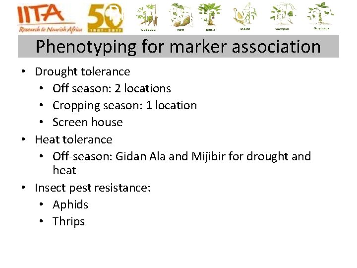 Phenotyping of mini‐core Phenotyping for marker association • Drought tolerance • Off season: 2 Phenotyping of mini‐core Phenotyping for marker association • Drought tolerance • Off season: 2