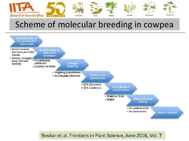 Scheme of molecular breeding in cowpea Boukar et al. Frontiers in Plant Science, June Scheme of molecular breeding in cowpea Boukar et al. Frontiers in Plant Science, June