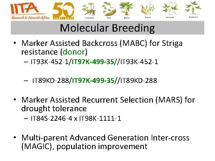 Molecular Breeding • Marker Assisted Backcross (MABC) for Striga resistance (donor) – IT 93 Molecular Breeding • Marker Assisted Backcross (MABC) for Striga resistance (donor) – IT 93