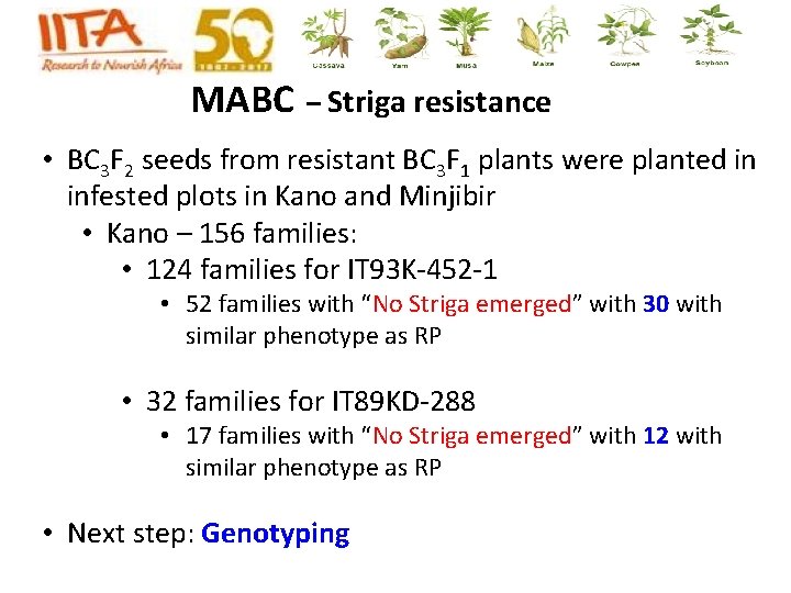 MABC – Striga resistance • BC 3 F 2 seeds from resistant BC 3 MABC – Striga resistance • BC 3 F 2 seeds from resistant BC 3