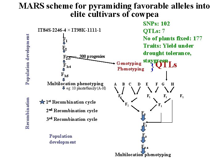 MARS scheme for pyramiding favorable alleles into elite cultivars of cowpea Population development IT MARS scheme for pyramiding favorable alleles into elite cultivars of cowpea Population development IT