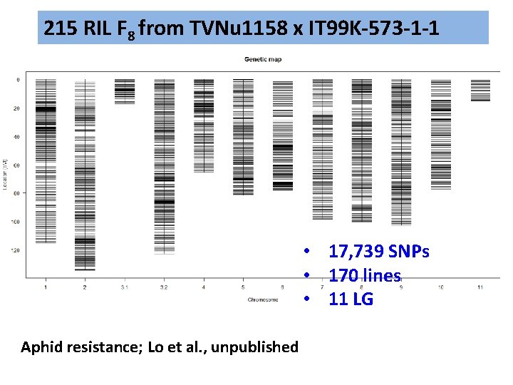 215 RIL F 8 from TVNu 1158 x IT 99 K-573 -1 -1 • 215 RIL F 8 from TVNu 1158 x IT 99 K-573 -1 -1 •