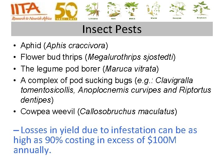 Insect pests Insect Pests • • Aphid (Aphis craccivora) Flower bud thrips (Megalurothrips sjostedti) Insect pests Insect Pests • • Aphid (Aphis craccivora) Flower bud thrips (Megalurothrips sjostedti)