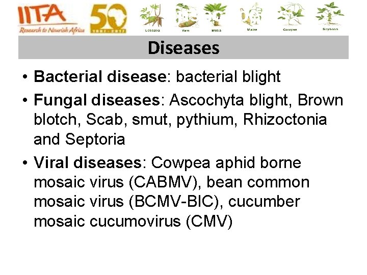 Insect pests Diseases • Bacterial disease: bacterial blight • Fungal diseases: Ascochyta blight, Brown Insect pests Diseases • Bacterial disease: bacterial blight • Fungal diseases: Ascochyta blight, Brown