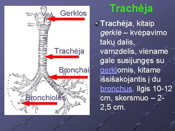 Gerklos Trachėja Bronchai Bronchiolės Trachėja, kitaip gerklė – kvėpavimo takų dalis, vamzdelis, viename gale