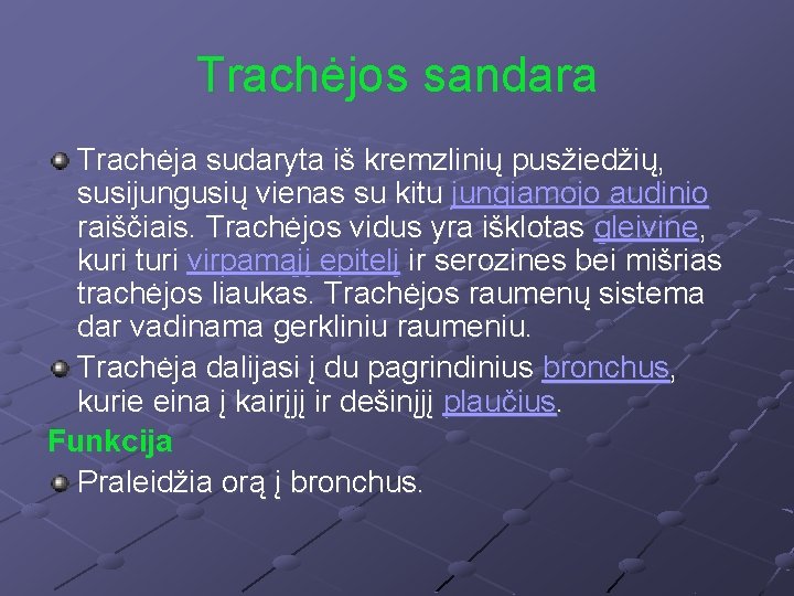 Trachėjos sandara Trachėja sudaryta iš kremzlinių pusžiedžių, susijungusių vienas su kitu jungiamojo audinio raiščiais.