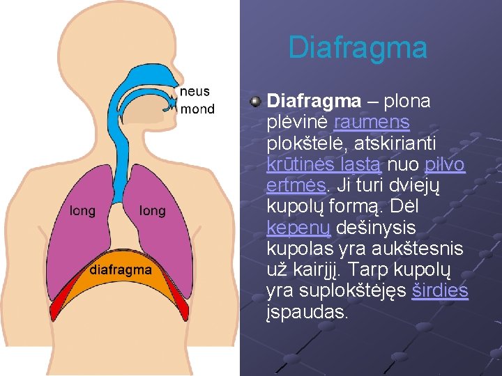 Diafragma – plona plėvinė raumens plokštelė, atskirianti krūtinės ląstą nuo pilvo ertmės. Ji turi