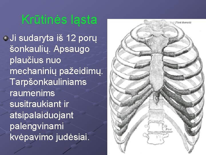 Krūtinės ląsta Ji sudaryta iš 12 porų šonkaulių. Apsaugo plaučius nuo mechaninių pažeidimų. Tarpšonkauliniams