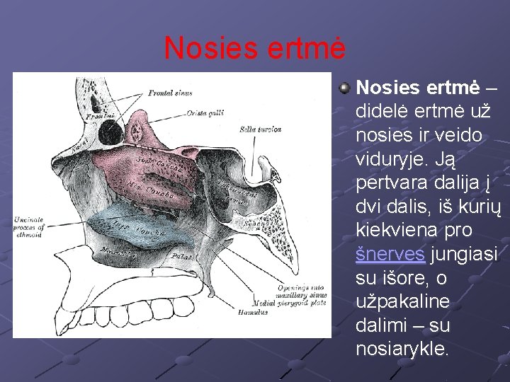 Nosies ertmė – didelė ertmė už nosies ir veido viduryje. Ją pertvara dalija į