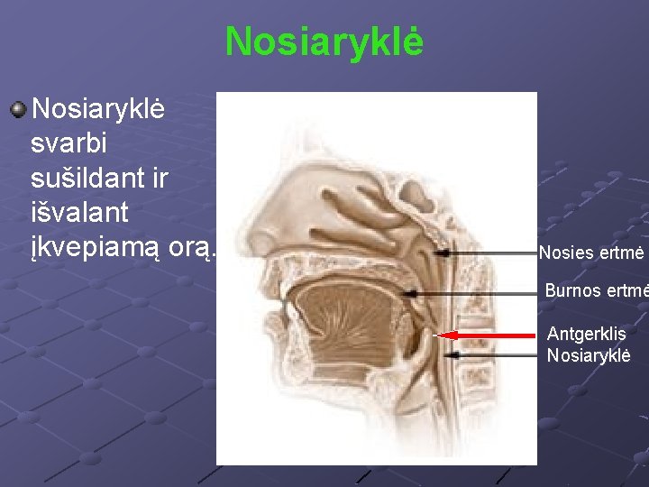 Nosiaryklė svarbi sušildant ir išvalant įkvepiamą orą. Nosies ertmė Burnos ertmė Antgerklis Nosiaryklė 