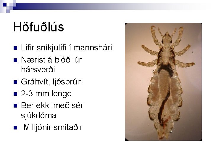 Höfuðlús n n n Lifir sníkjulífi í mannshári Nærist á blóði úr hársverði Gráhvít,