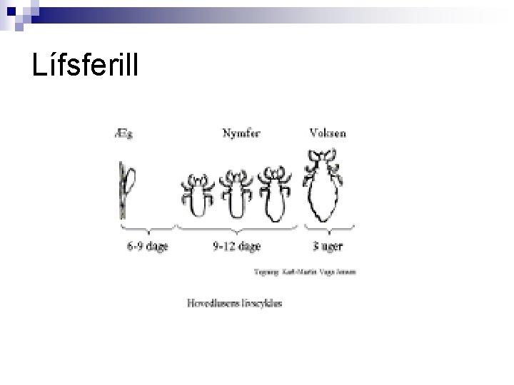 Lífsferill 