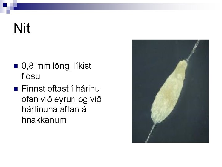 Nit n n 0, 8 mm löng, líkist flösu Finnst oftast í hárinu ofan