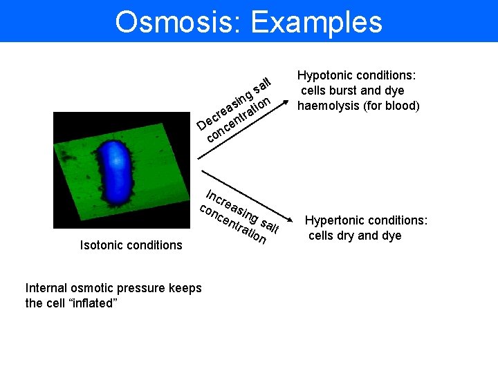 Osmosis: Examples lt a s g n si tion a cre ntra e D