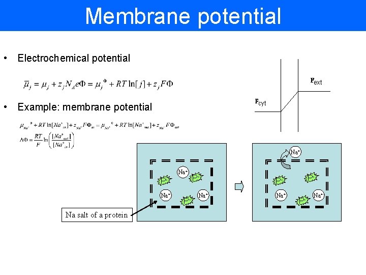 Membrane potential • Electrochemical potential Fext Fcyt • Example: membrane potential Na+ PNa+ Na