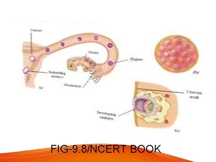 FIG-9. 8/NCERT BOOK 