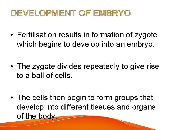 DEVELOPMENT OF EMBRYO • Fertilisation results in formation of zygote which begins to develop