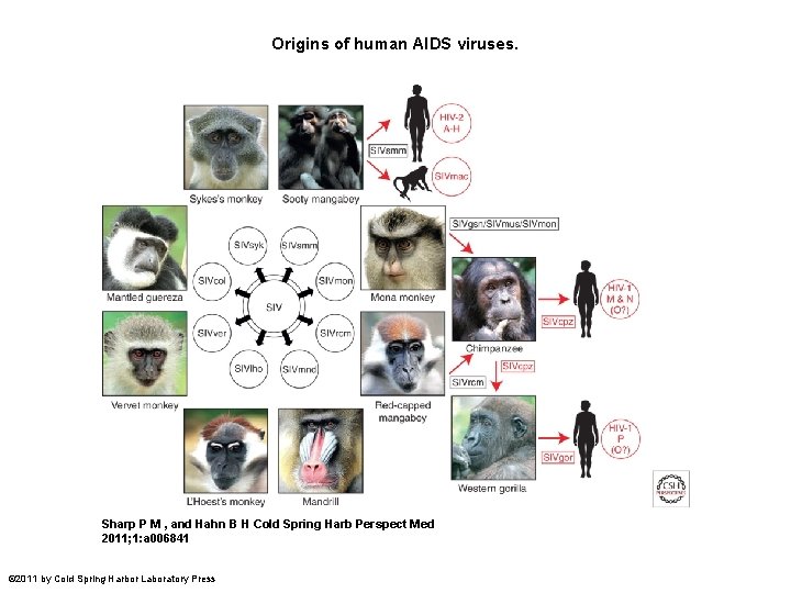 Http Www Ck 12 Orgconcepthiv Origins Of Hiv